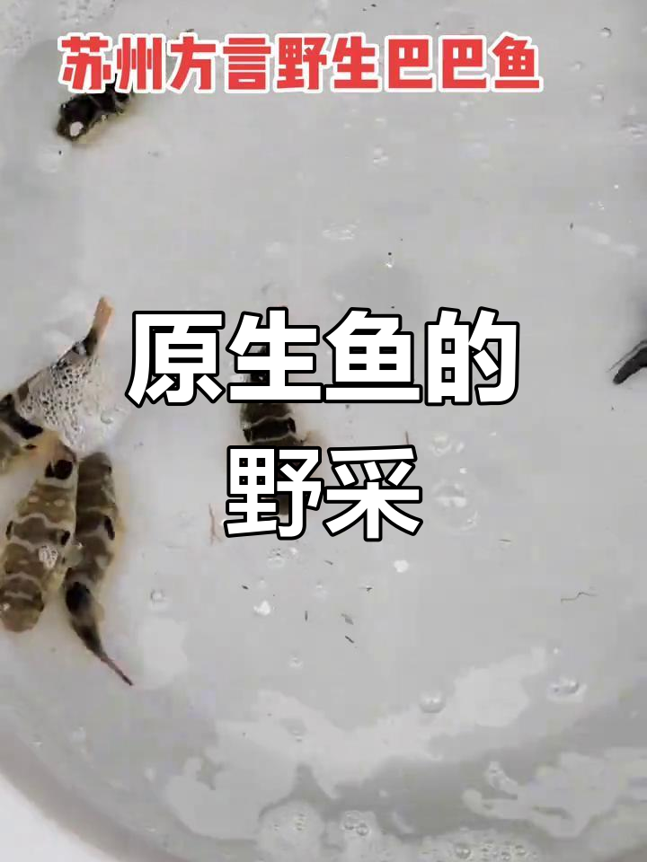 野生鱼采集与养生之道