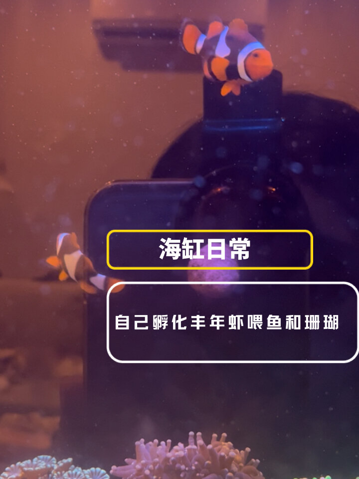 「海缸日常」自己孵化丰年虾喂鱼和珊瑚!