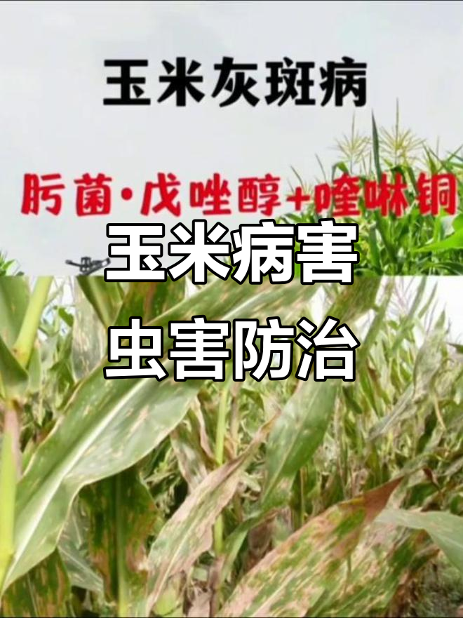 玉米常见病虫害全解析,防治技巧大公开