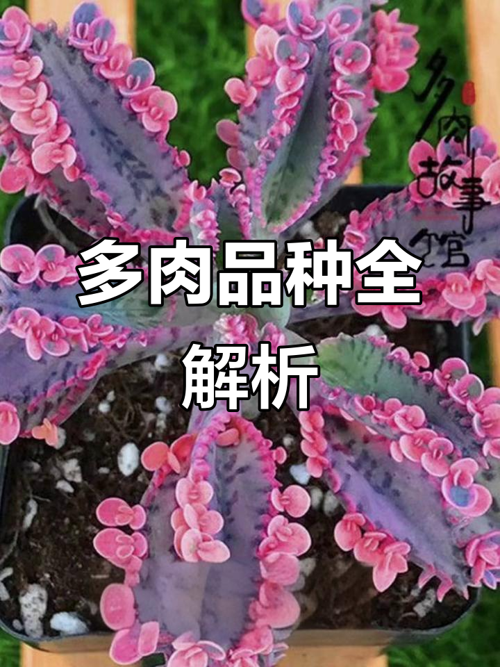 常见多肉品种大揭秘：从九一钱串到不死鸟