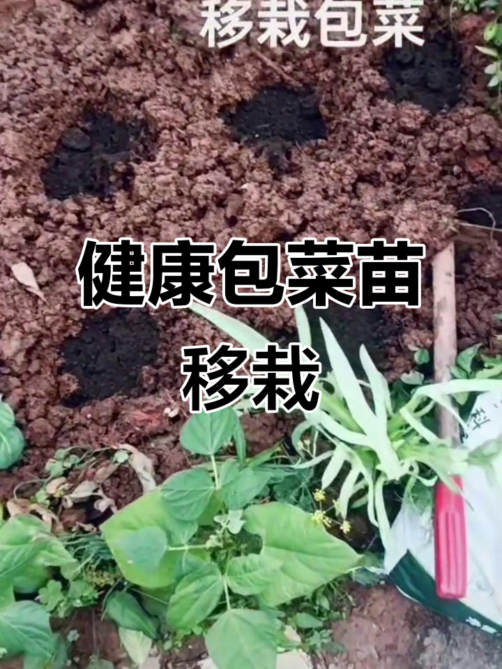 包菜移栽技巧:如何健康种植