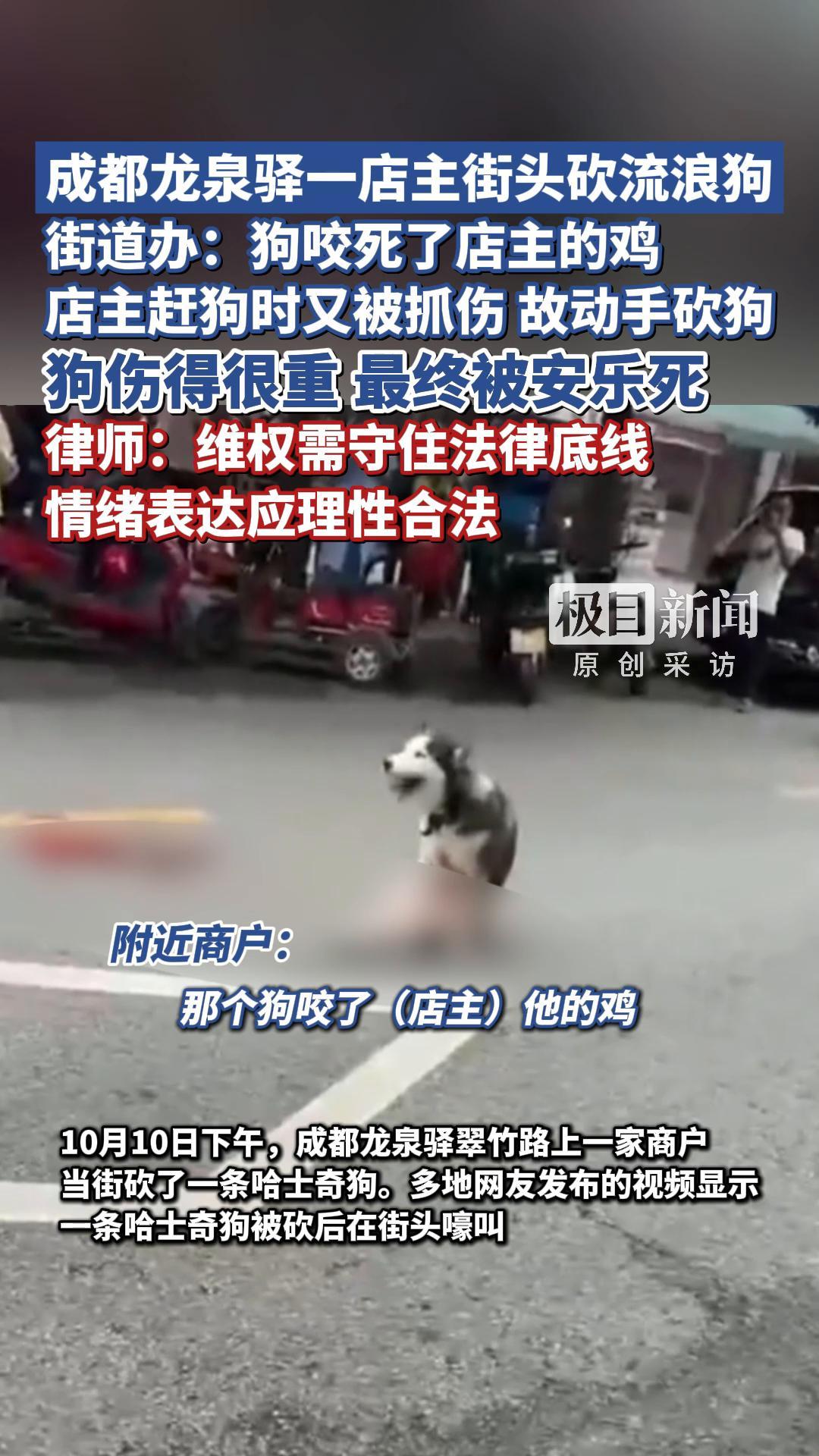 成都龙泉驿一店主街头砍流浪狗,街道办:狗咬死了店主的鸡,店主赶狗时又被抓伤,故动手砍狗,狗