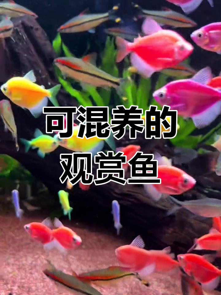 混养鱼缸推荐:天使虎皮黑尾一眉元宝蝶翼斑马