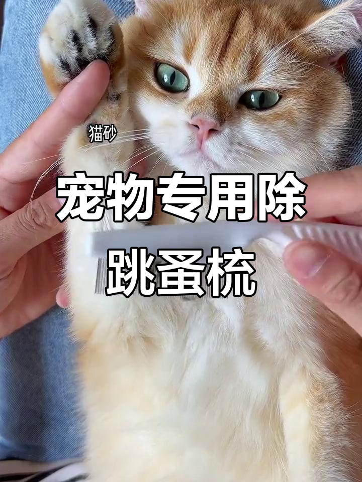 猫咪狗狗必备除跳蚤梳子,轻松去毛脱皮