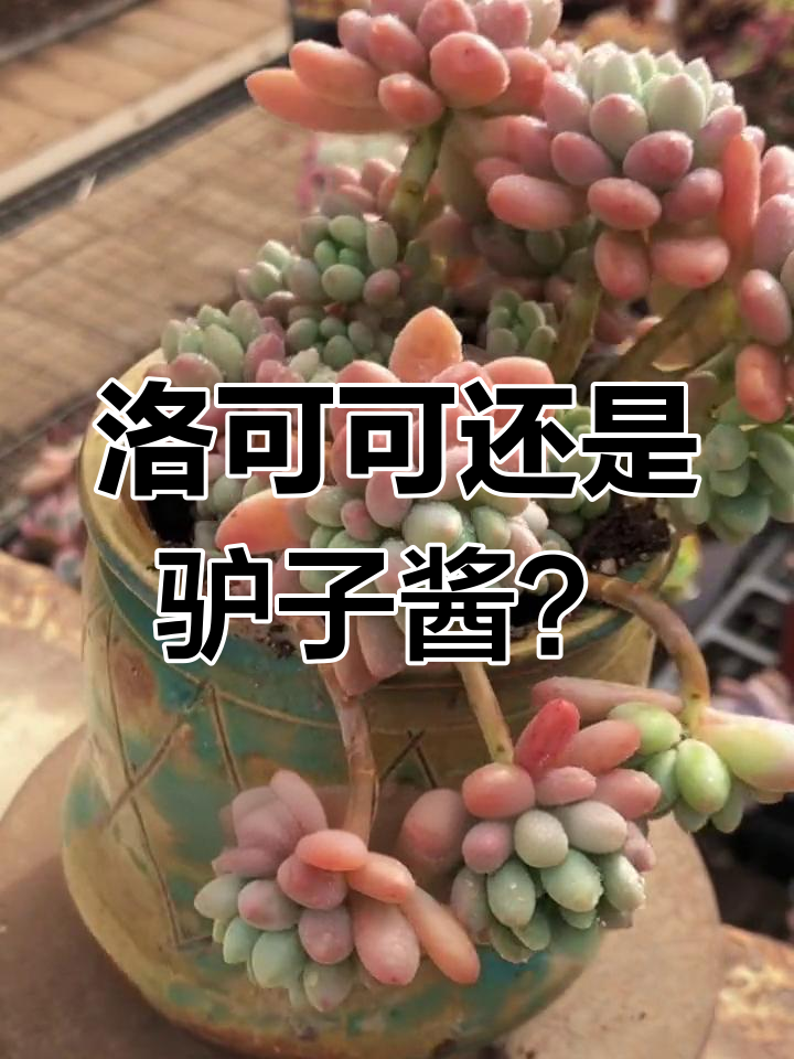 多肉植物名字大揭秘