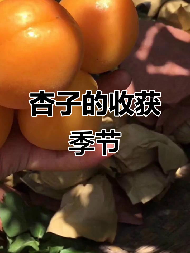 杏子成熟期揭秘:六七月果实丰盈,黄白相间诱人味