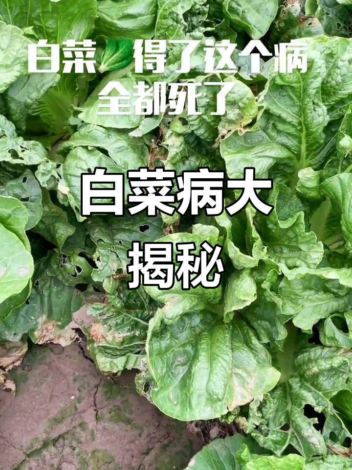 白菜生病,整片地都毁了!赶紧检查你家菜园
