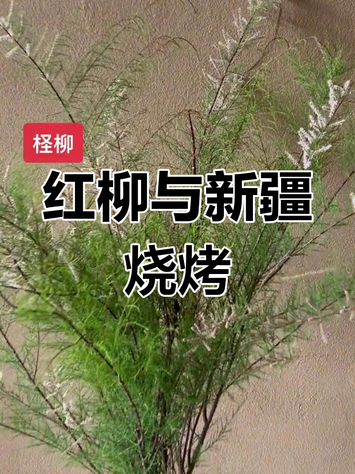 新疆烤串必备红柳枝,野生稀有