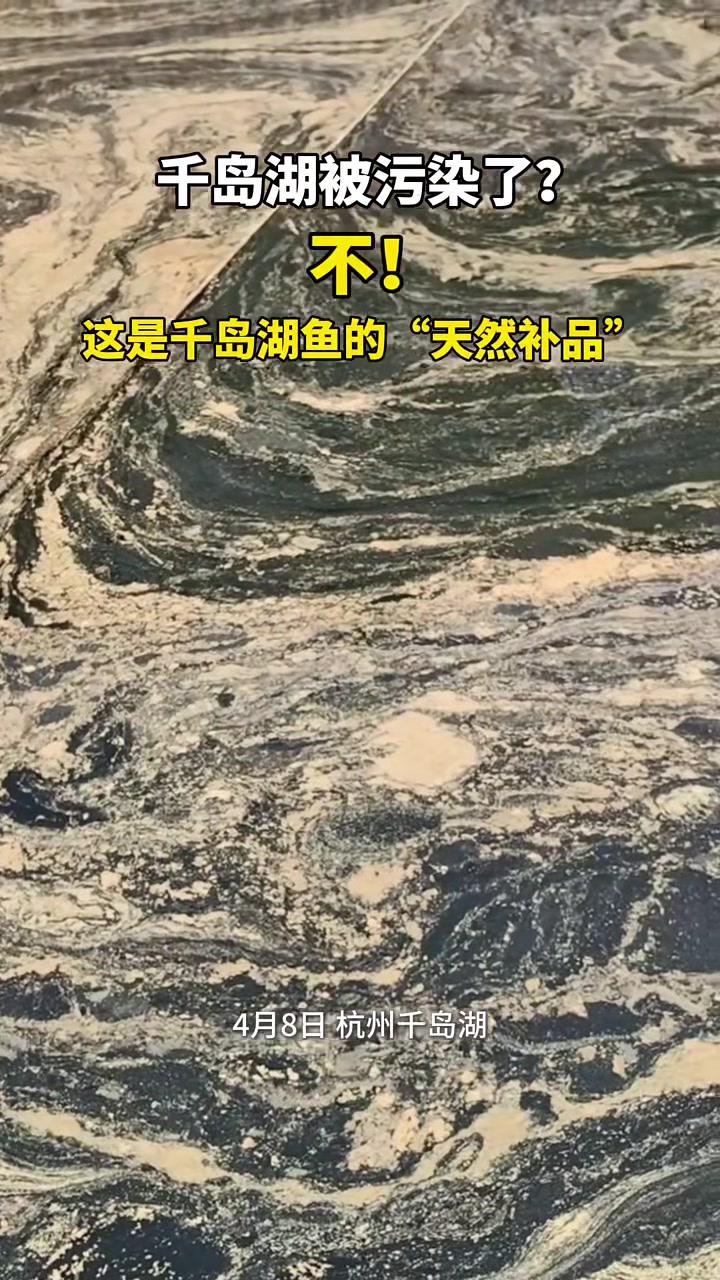 千岛湖被污染了?不!这是千岛湖鱼的“天然 补品”。网友:松花粉,有机鱼鲜美的秘诀