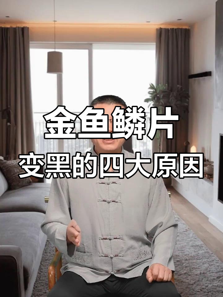 金鱼鳞片发黑的原因及应对方法