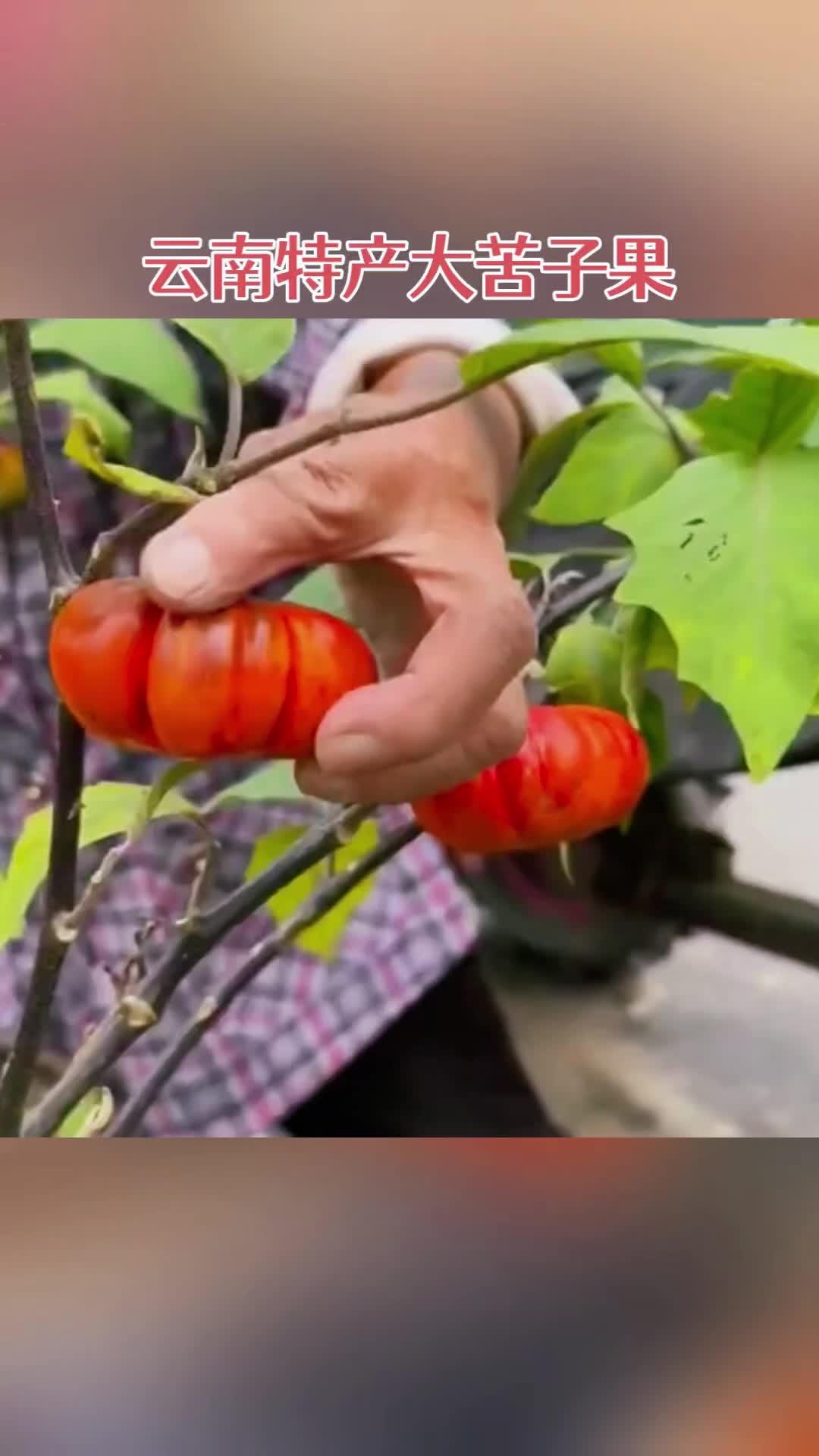 云南特产 特色水果 特色美食 苦子果 农村创业种植 云南特产大苦子果种子种苗种植