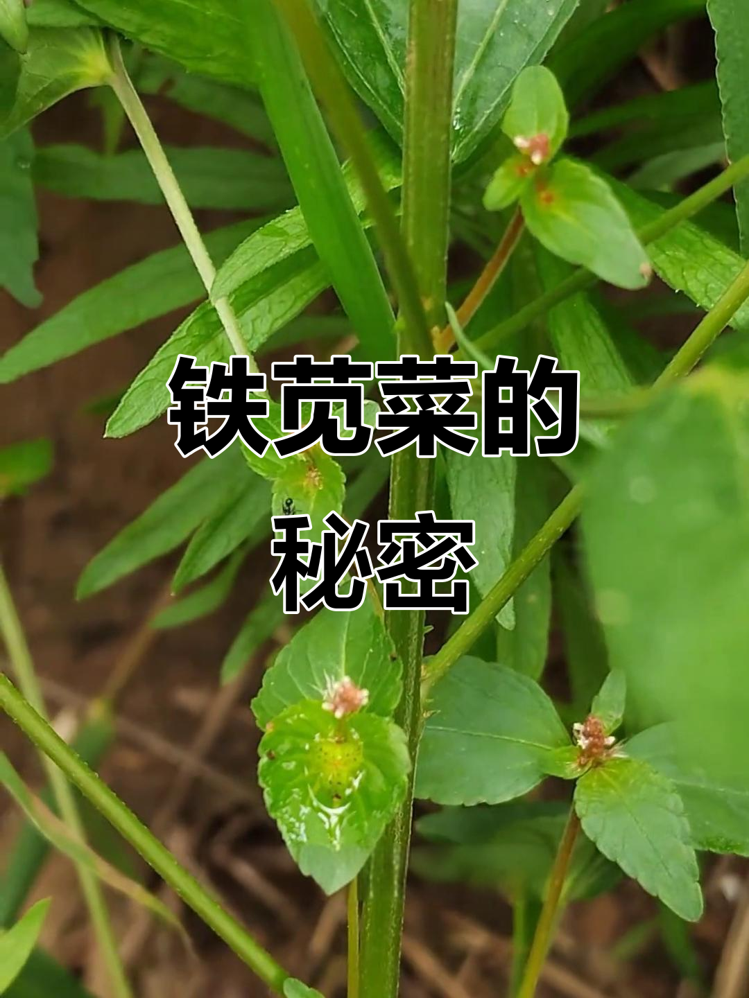铁苋菜全身是宝,药用价值高,养生秘密鲜为人知