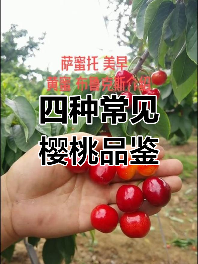萨米托、美早、布鲁克斯与黄蜜樱桃品种大对比,哪个最甜?