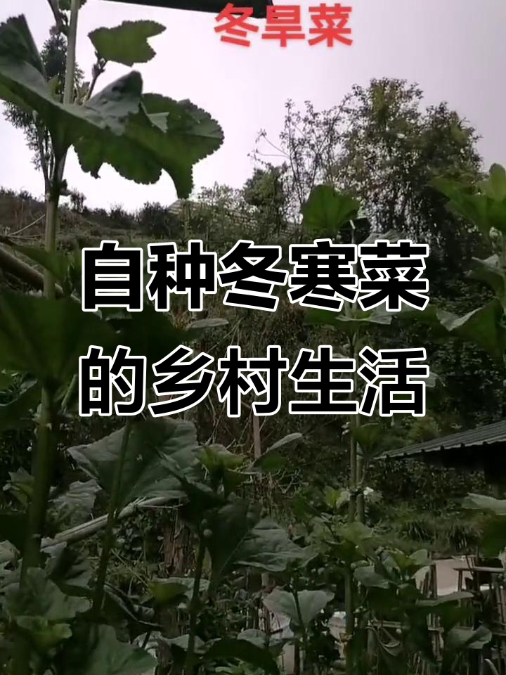 重庆江津区乡村冬寒菜种植记,纯天然绿色蔬菜的收获与分享