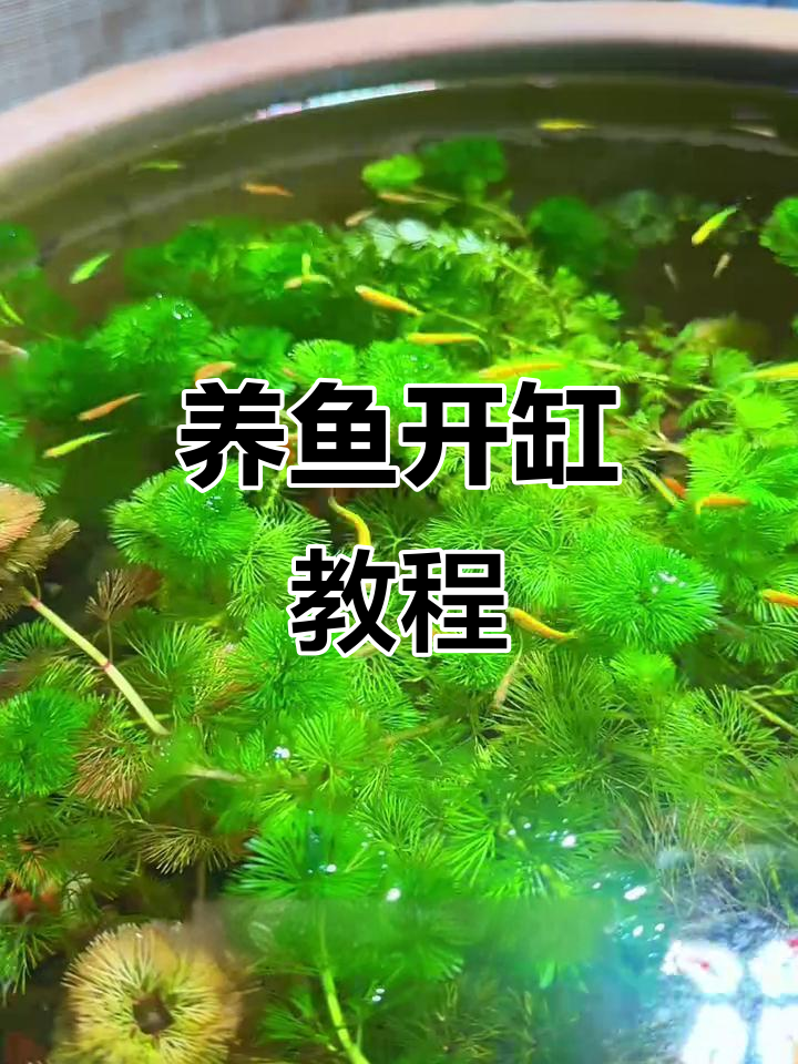 古法养鱼全攻略,开缸步骤大揭秘!
