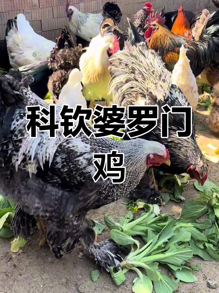 巨型科钦婆罗门鸡:梵天土鸡的传奇