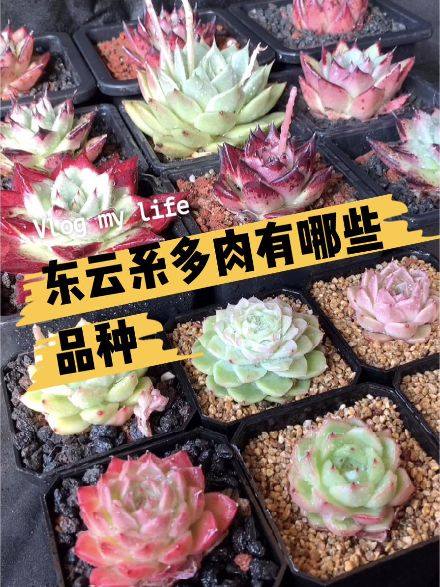 东云系多肉品种