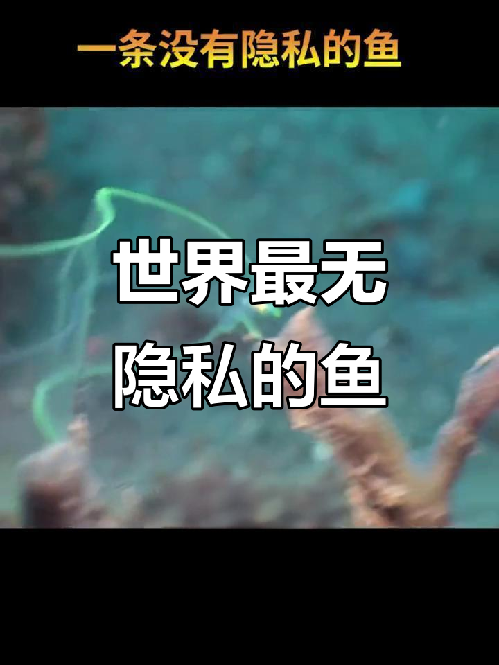 柳叶鳗:用生命繁衍后代的透明鱼
