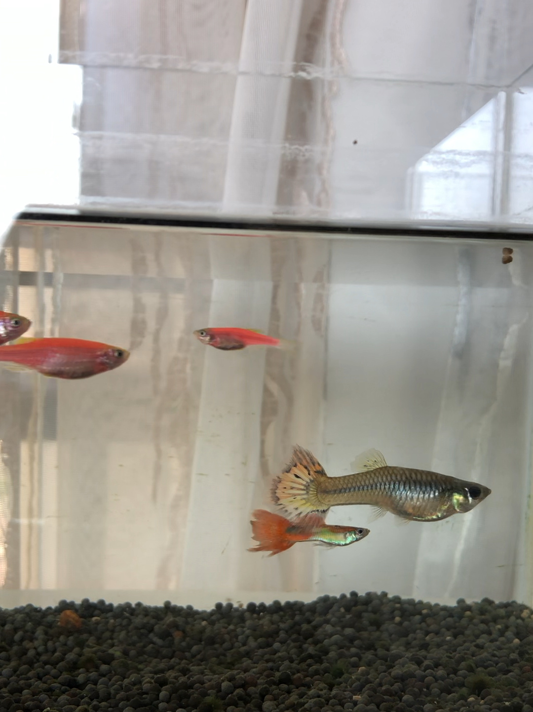 孔雀鱼没怀孕为啥肚子这么大?