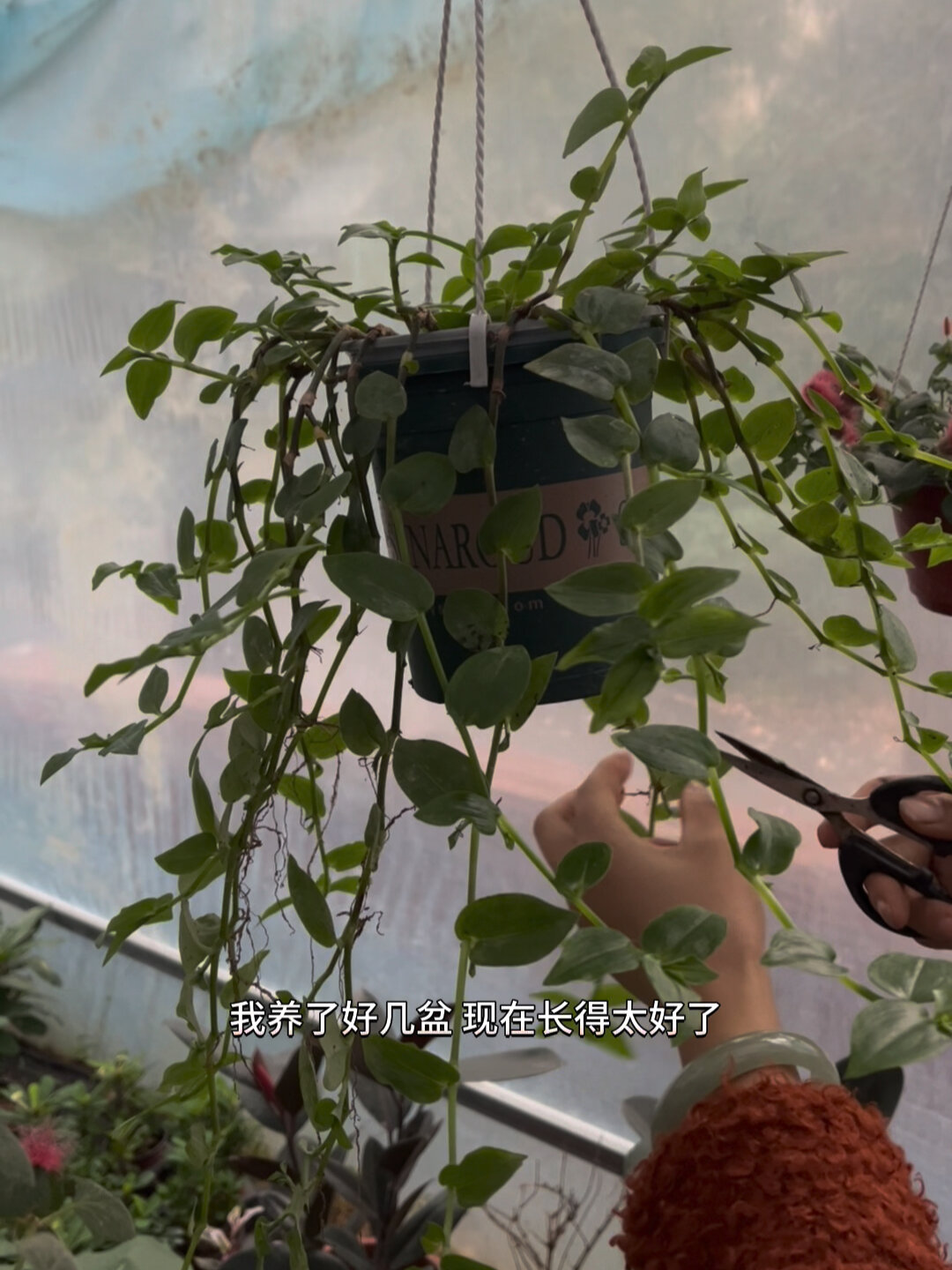 绿色的鸭跖草吊兰,随便一根都能养爆盆