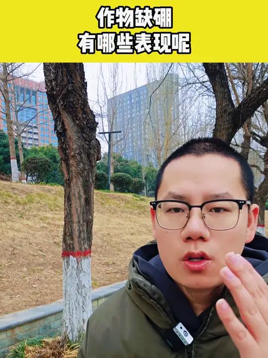 作物缺硼有哪些表现呢