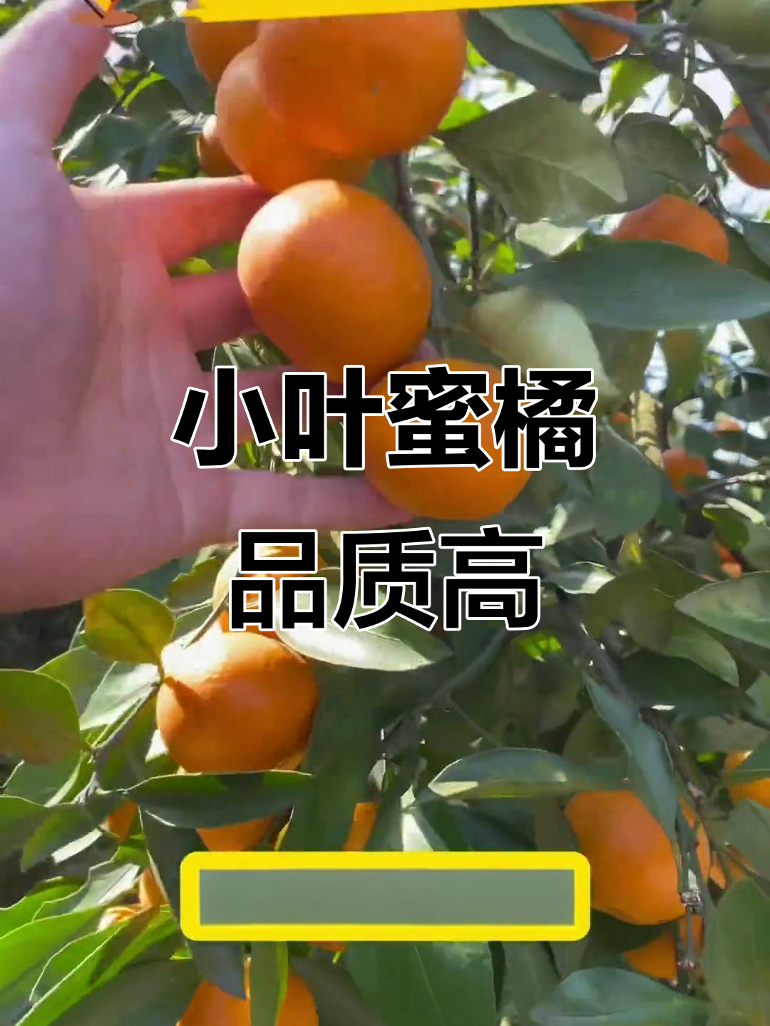 11月14日湖北小叶蜜橘,口感极佳糖度达13%