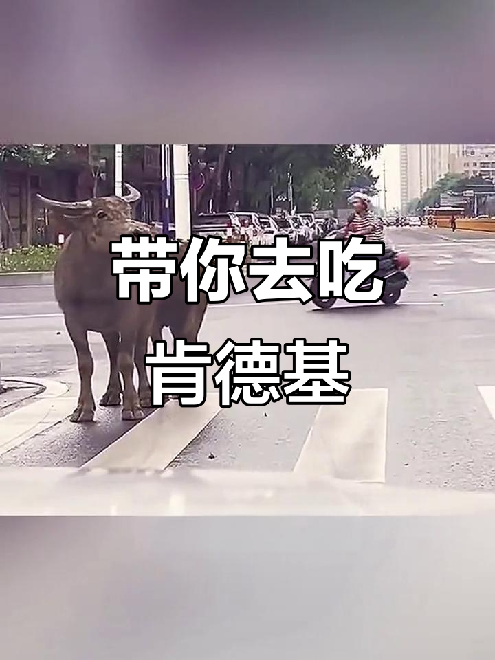 爸爸带路找肯德基,汉堡和牛肉馅让人怀念