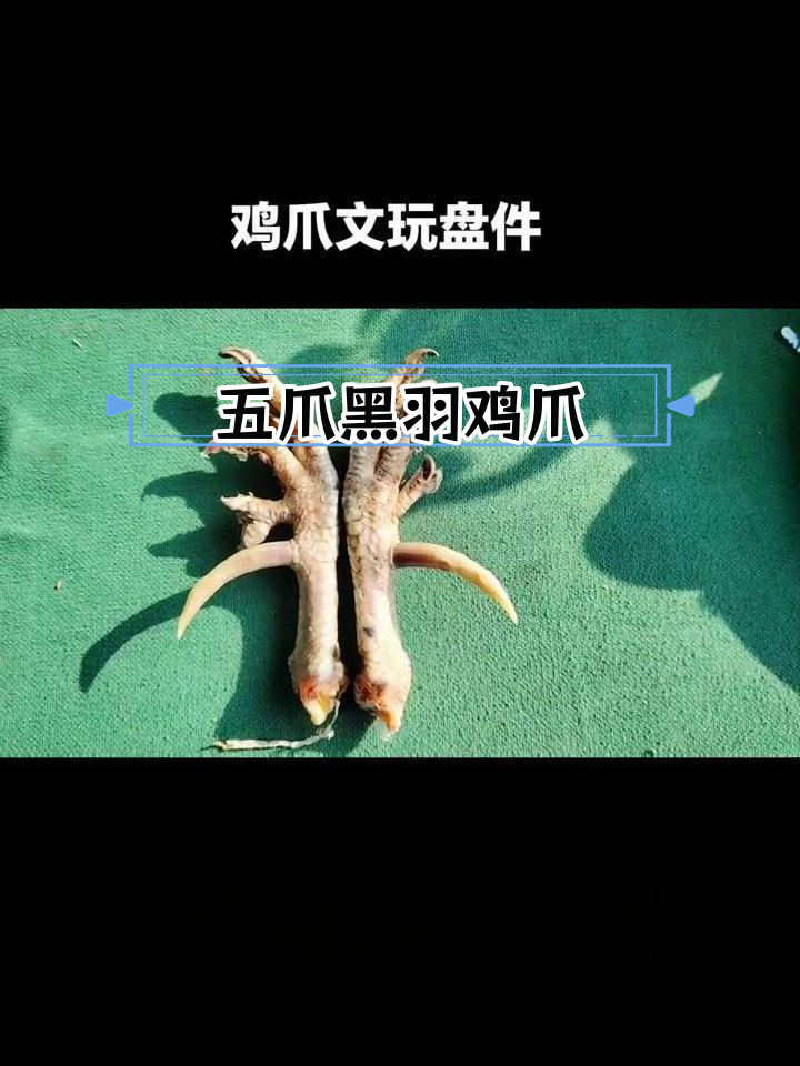 黑色羽毛五爪鸡爪,盘玩技巧大揭秘