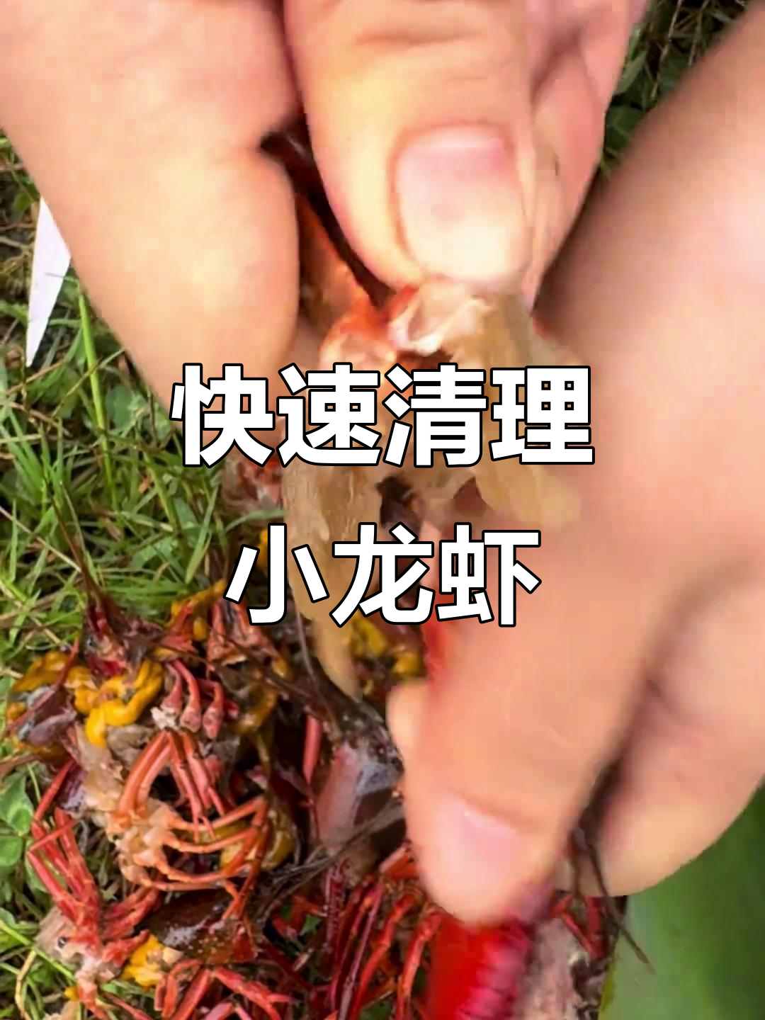 小龙虾清洗技巧大揭秘,轻松去除虾腮和内脏