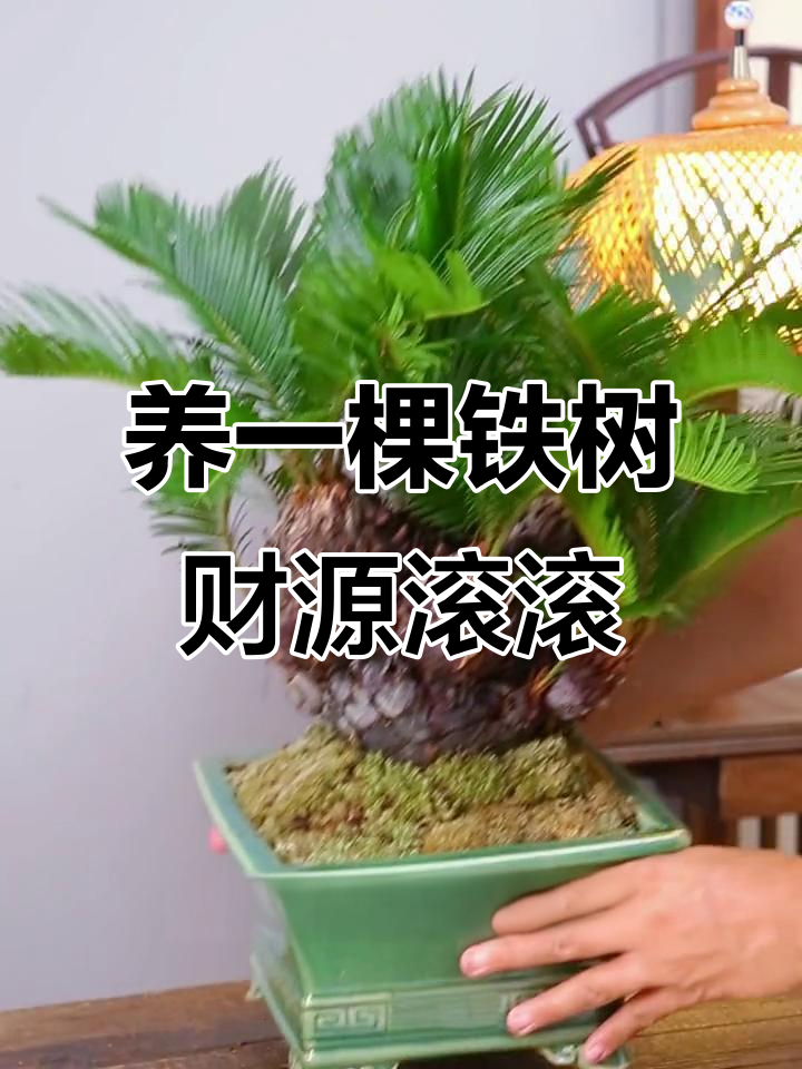 家里不养花也能有财运,铁树寓意深长,空气净化又好养护