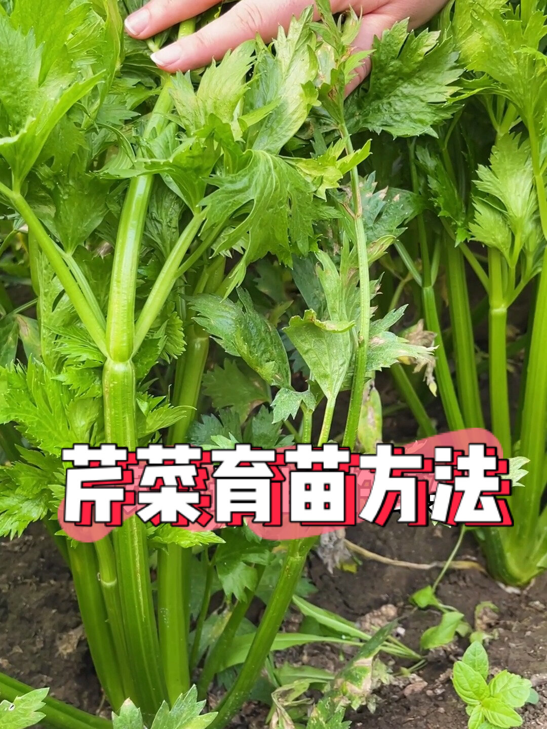 芹菜种子育苗方法!