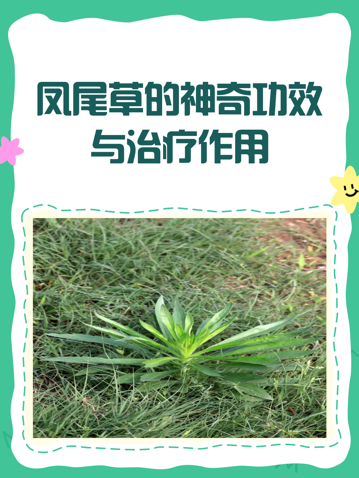 凤尾草:清热利湿还止血,功效多多知多少?