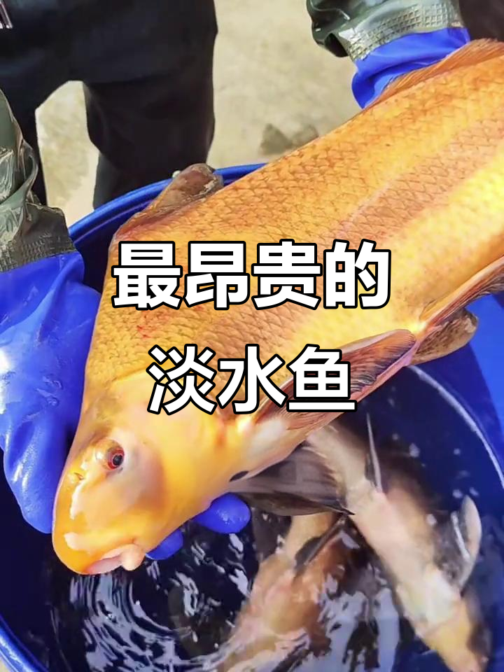 淡水鱼市场最名贵排名，青龙棒领跑！