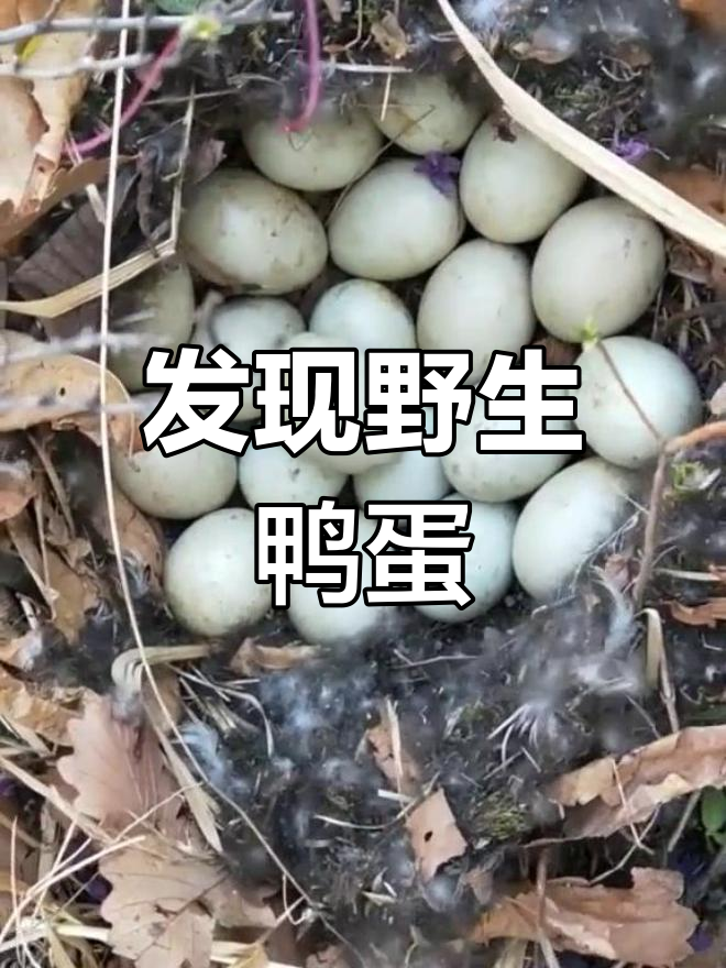 稻田发现野鸭蛋,二十克左右,别碰哦!