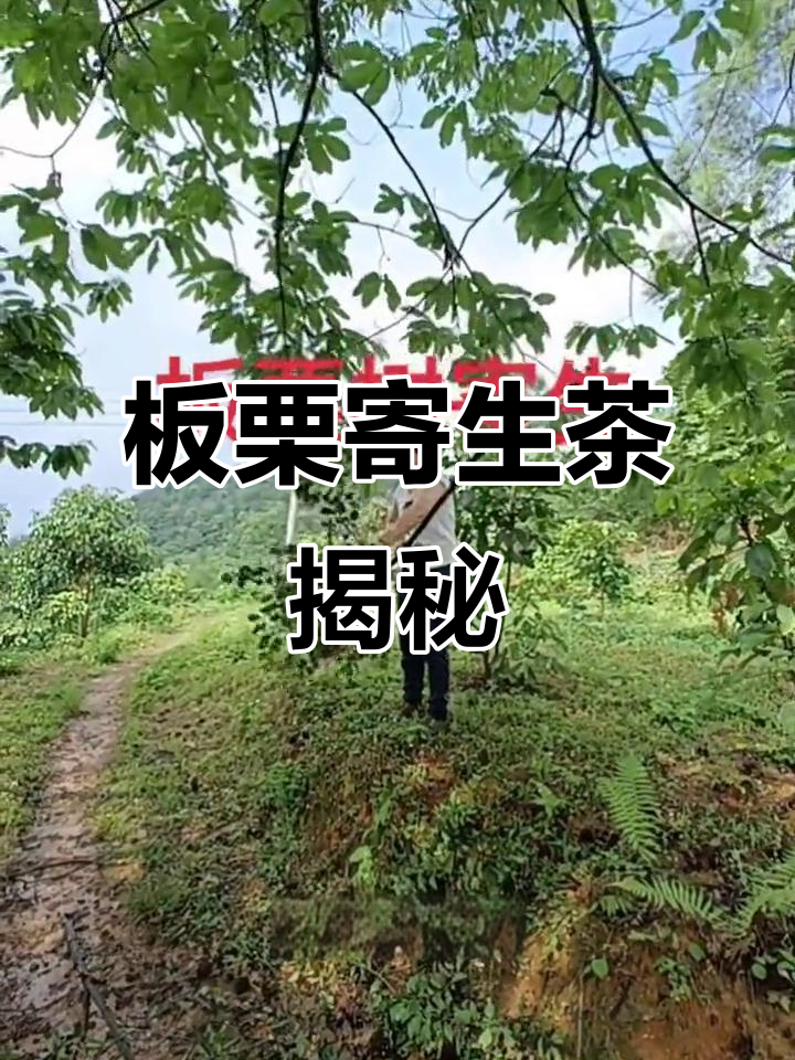 板栗树上的神奇寄生茶,大自然的馈赠