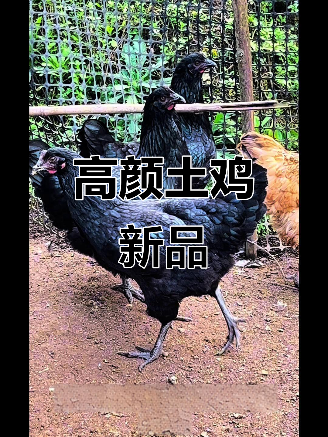土鸡新品种,麒麟花与紫幽蓝,颜值爆表!