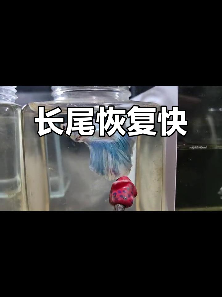 剪尾后恢复迅速,半月斗鱼长尾速度惊人