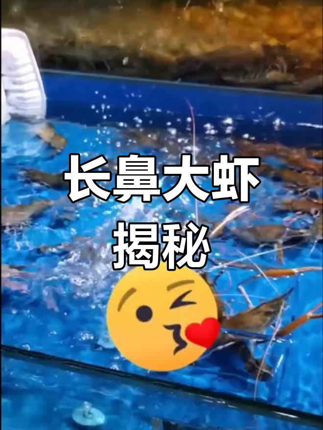 泰国虾中的长臂大侠,你见过吗?