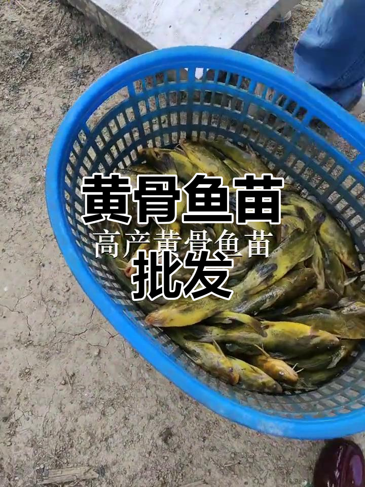 优质黄骨鱼苗,深圳、惠州多地供应