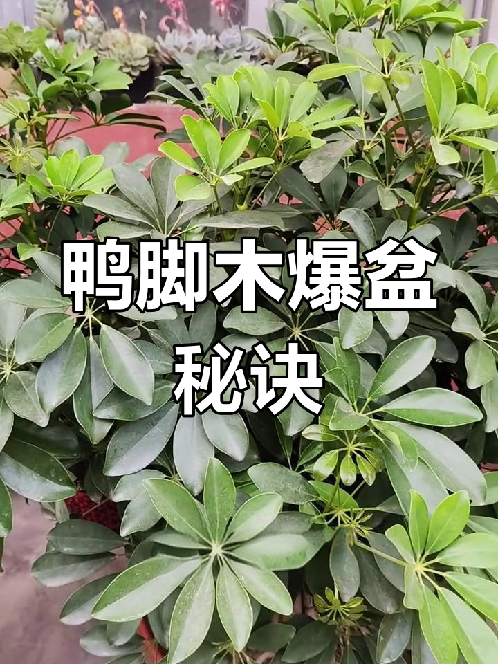 鸭脚木养护技巧:如何让植株更旺盛,气生根更强壮