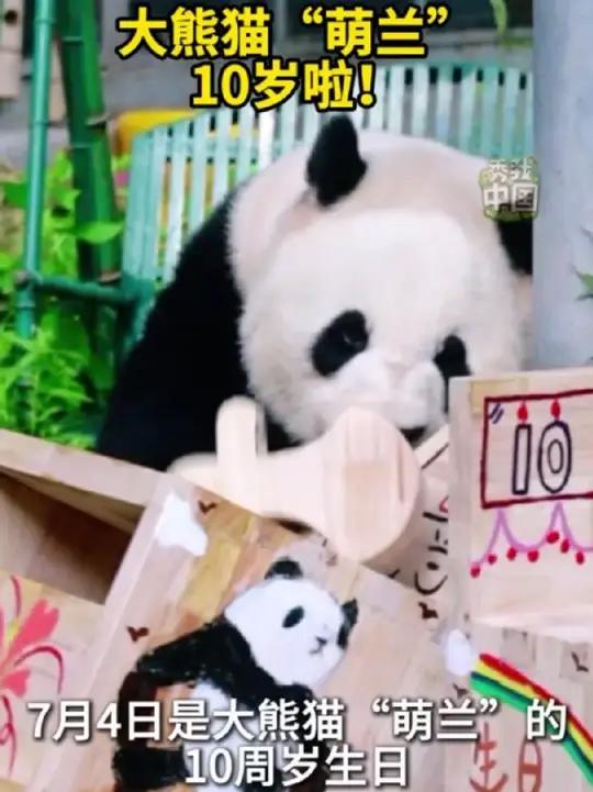 7月4日是大熊猫“萌兰”的10周岁生日，北京动物园工作人员为“萌兰”精心准备了生日蛋糕和丰