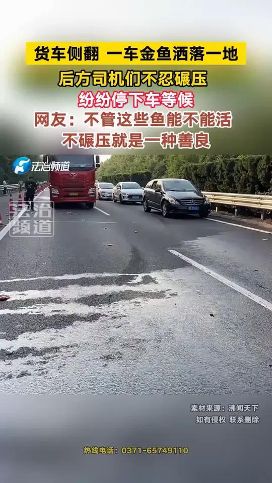 货车侧翻 一车金鱼洒落一地 后方司机们不忍碾压 纷纷停下车等候!网友:不管这些鱼能不能活 