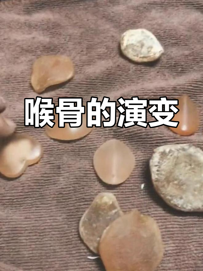 大青鱼喉骨的变化过程