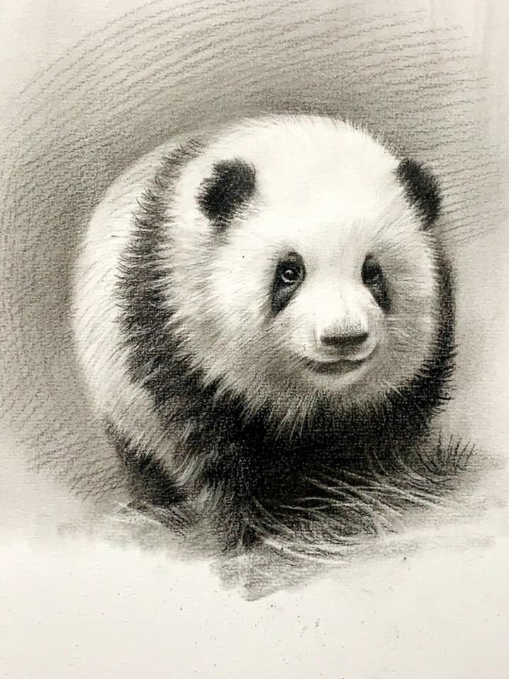 超级简单又详细的素描国宝熊猫花花