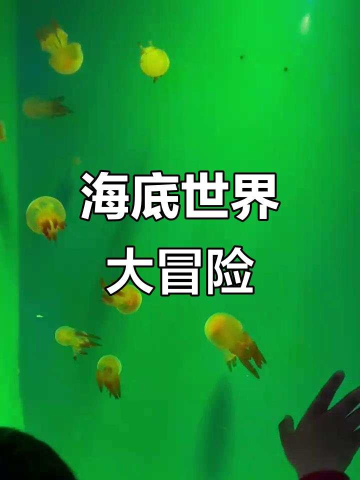 泉城欧乐堡海洋馆打卡,超萌鱼群大集合!