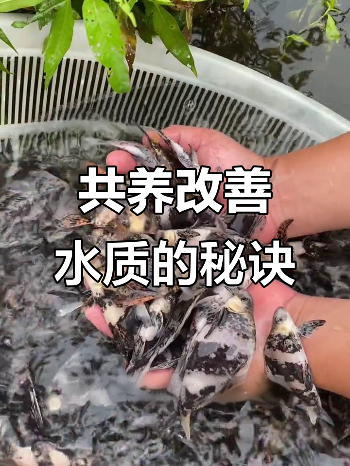 这种鱼与花鲢共生,水质更佳,一年轻松长成大个
