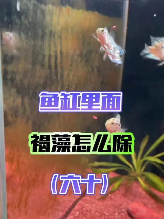 从0开始学养鱼「第六十节」鱼缸褐藻怎么有效去除,褐藻怎么来的?拿几个褐藻鱼缸给大家讲解!新