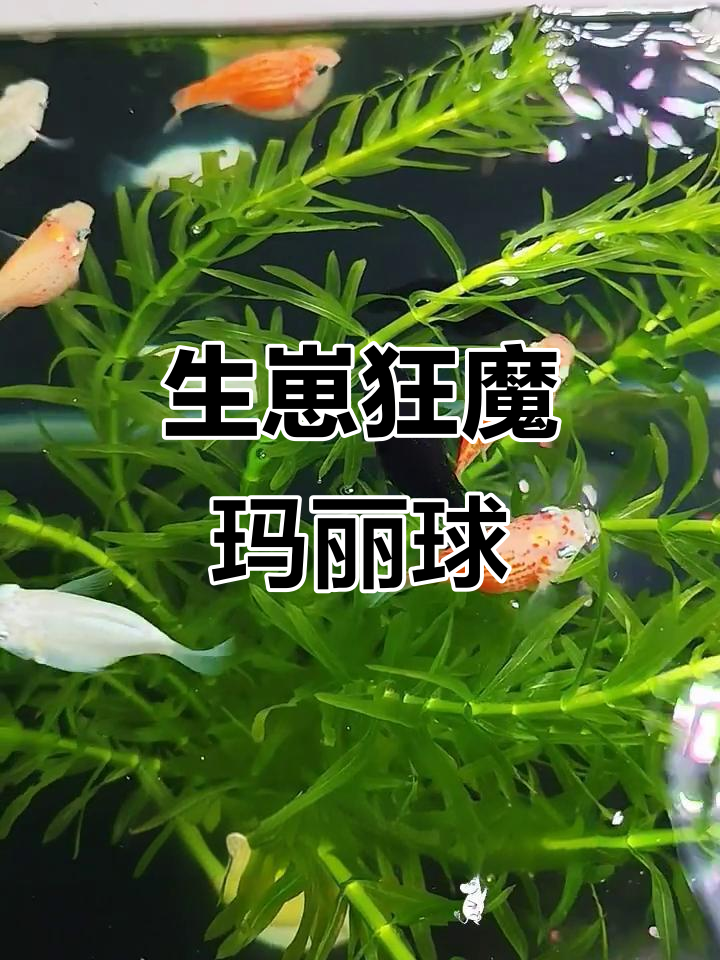 玛丽球鱼,呆萌又高产,每月都能孵化一大群小鱼!