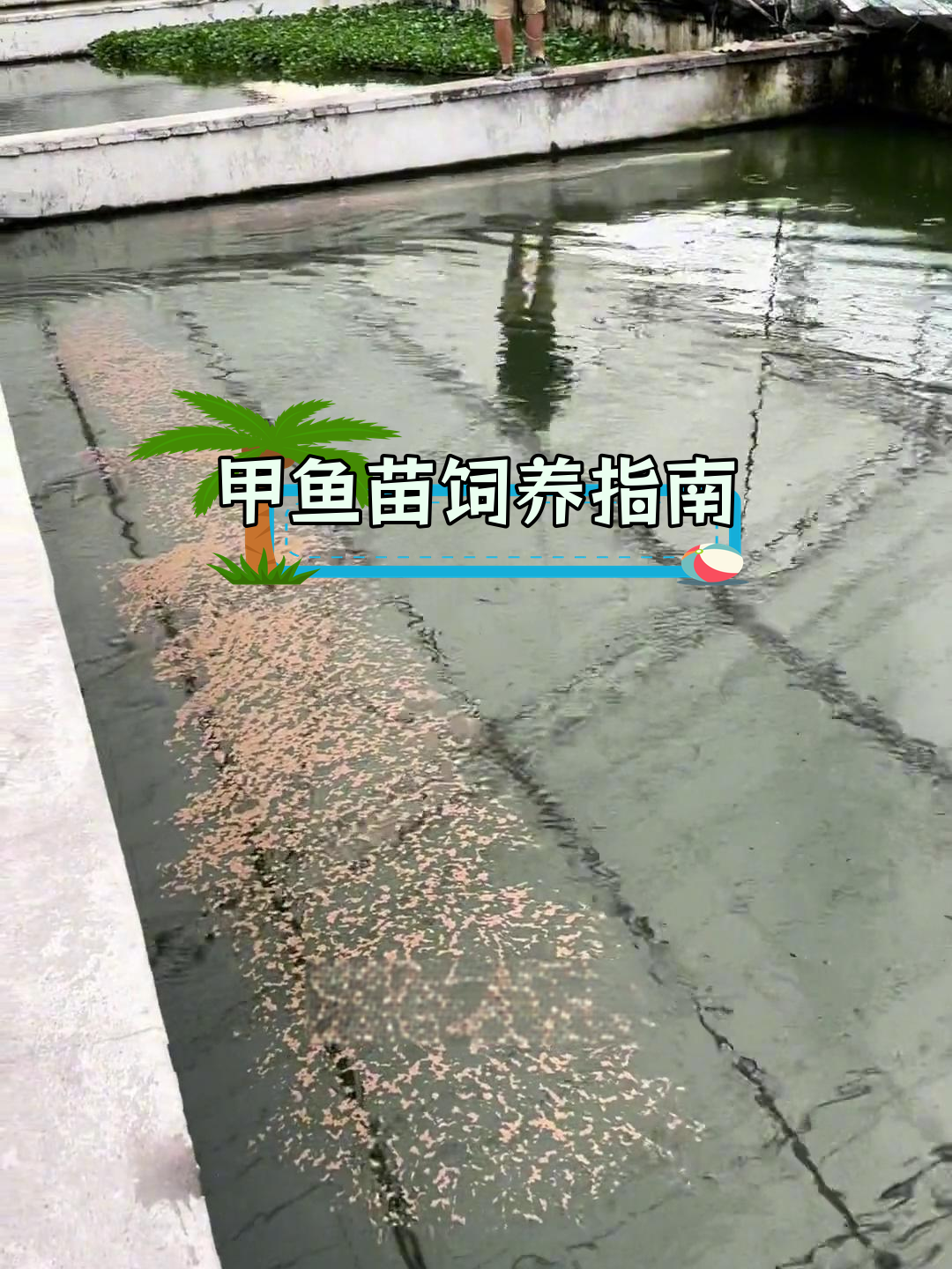 小甲鱼养殖第一个月管理技巧