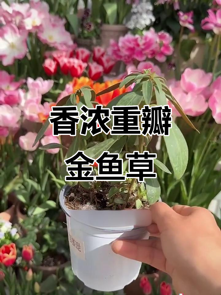 重瓣金鱼草盆栽，香气四溢的阳台高杆植物
